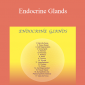 Sound Healing Center - Endocrine Glands